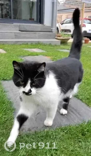Chat noir et blanc perdu au Mans - photo