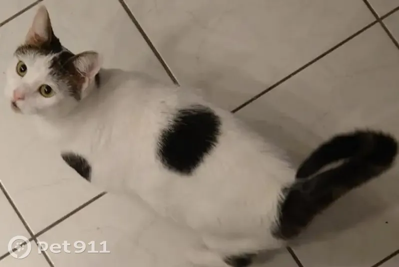 Chatte blanche disparue à Waldighoffen - photo