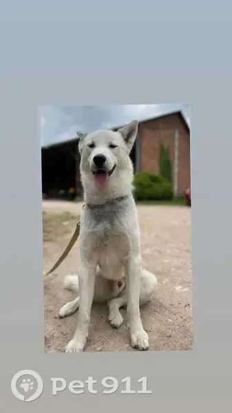 Husky blanc perdu, harnais bleu, Rouffignac - photo