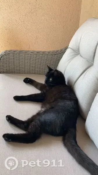 Chat noir 4 ans perdu à Couzeix - photo