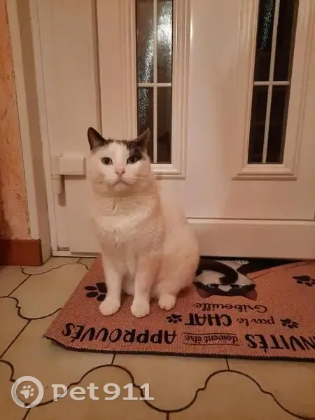 Chat mâle blanc/gris perdu à Dijon - photo