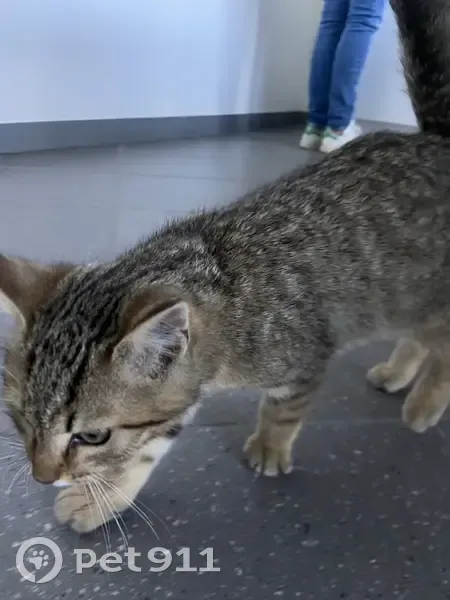 Chat trouvé sur le parking médical - photo