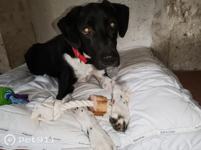 Chien perdu : Tenny, croisé braque, Laugnac - photo