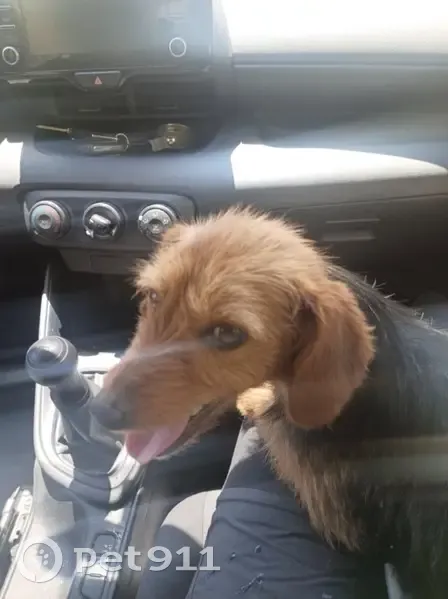 Chien retrouvé au Piton des Neiges - photo