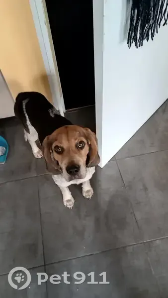 Beagle femelle tricolore trouvée errante - photo