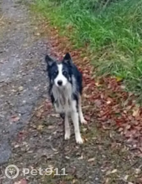 Border Collie disparu secteur Soumoulou - photo