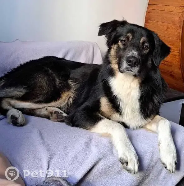 Chien perdu au Mesnil-le-Roi, aidez-nous ! - photo