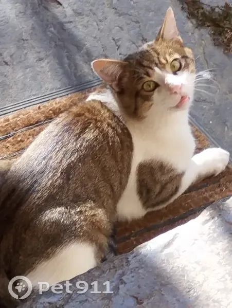 Chat tigré 3 ans disparu à Pontcharra - photo