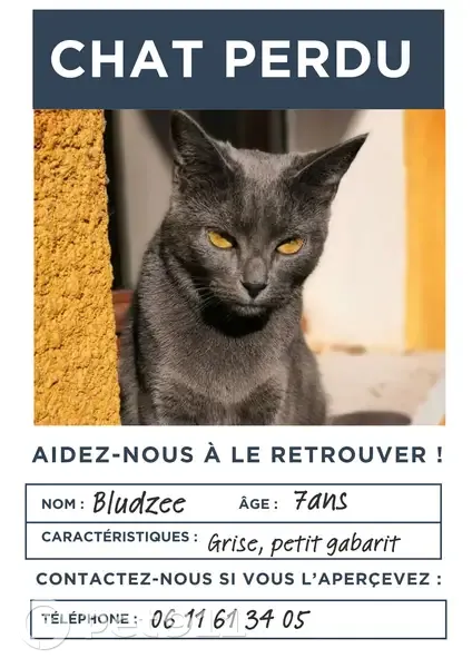Chat perdu à Doubs, Rue de la Grande Oie - photo