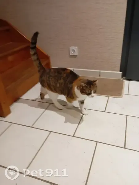 Chat dodu trouvé, sociable et câlin - photo