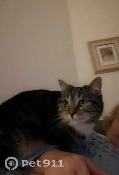 Chat tigré EMI perdu à Denain - photo