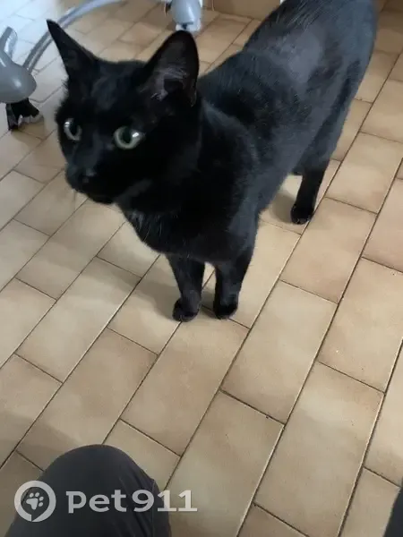 Gros chat noir blessé trouvé à St-Martin - photo