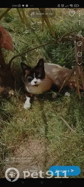 Chatte siamoise disparue à La Chapelle - photo
