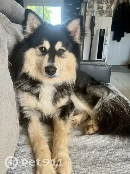 Chien finnois perdu, mâle noir et sable - photo