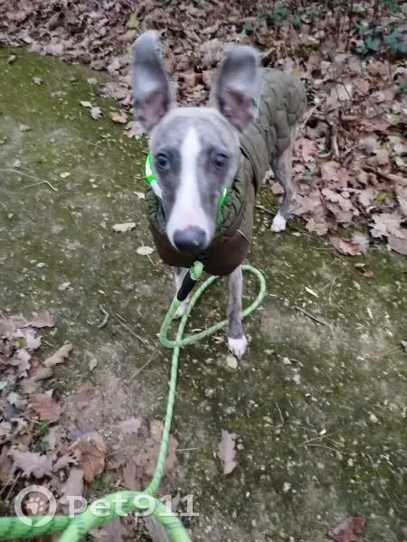 Chiot Whippet perdu à Orléans, blessé - photo