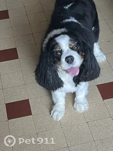 Chienne Cavalier King Charles perdue au Pradet - photo