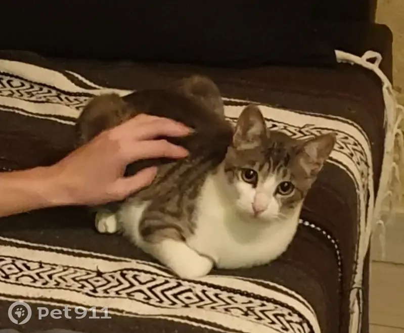 Jeune chat mâle tigré trouvé à Lormont - photo