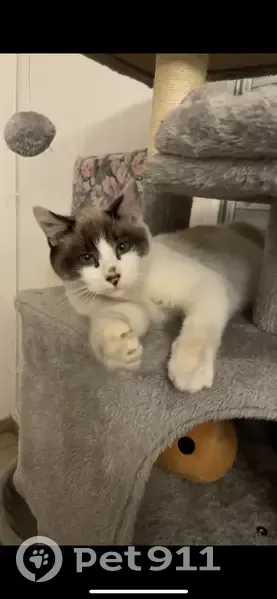 Moka, jeune chat mâle disparu à Denain - photo