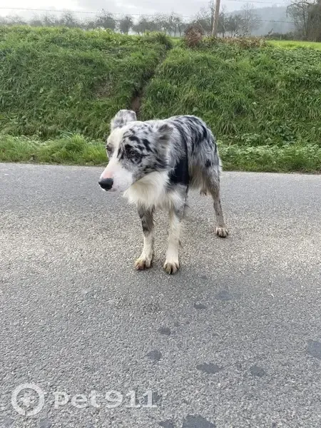Chien mâle croisé trouvé à Saint-Pierre - photo