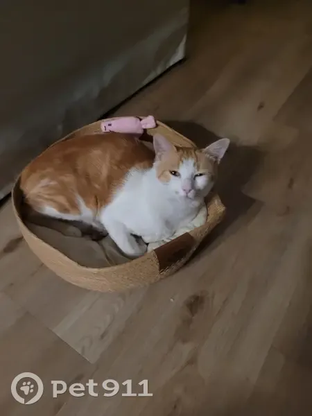 Chat perdu : mâle roux-blanc, 4 ans, Bordeaux - photo