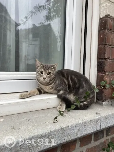 Jeune chat mâle trouvé à Tourcoing - photo