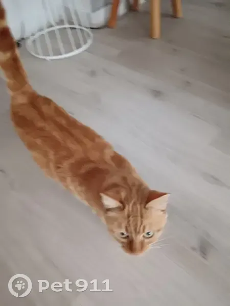Petite chatte rousse trouvée à Chambéry - photo