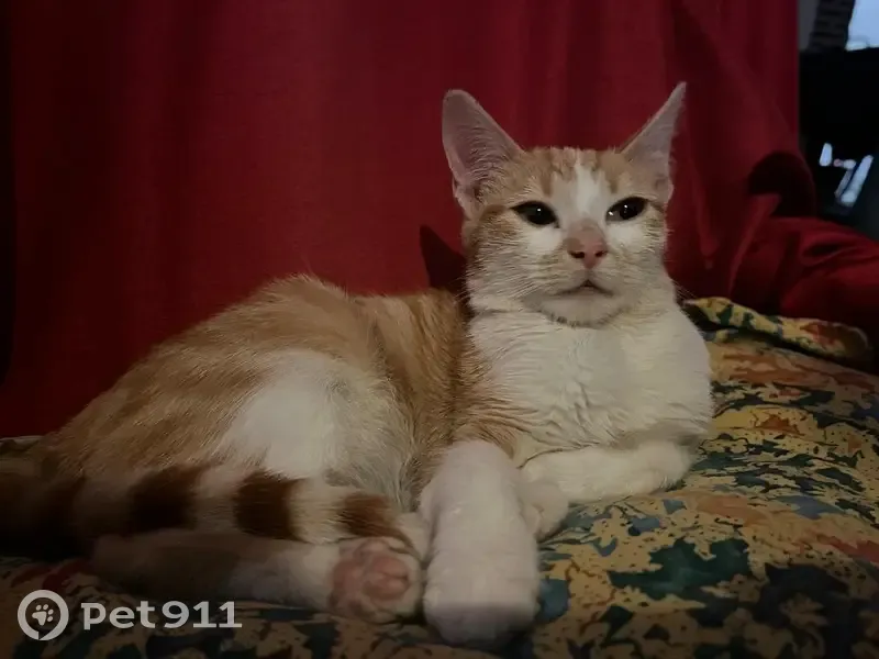 Chaton tigré roux trouvé affamé à Masnières - photo