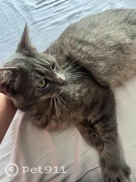 Chat tigré disparu à Vieux-Berquin - photo