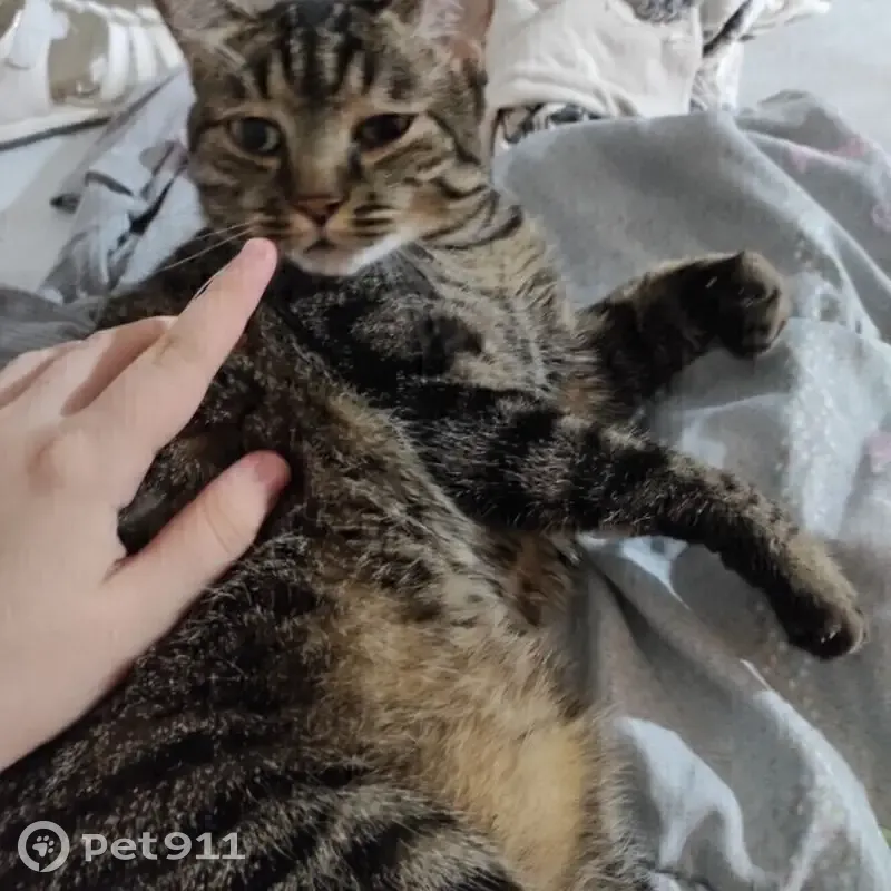 Chatte tigrée grise disparue à Offemont - photo