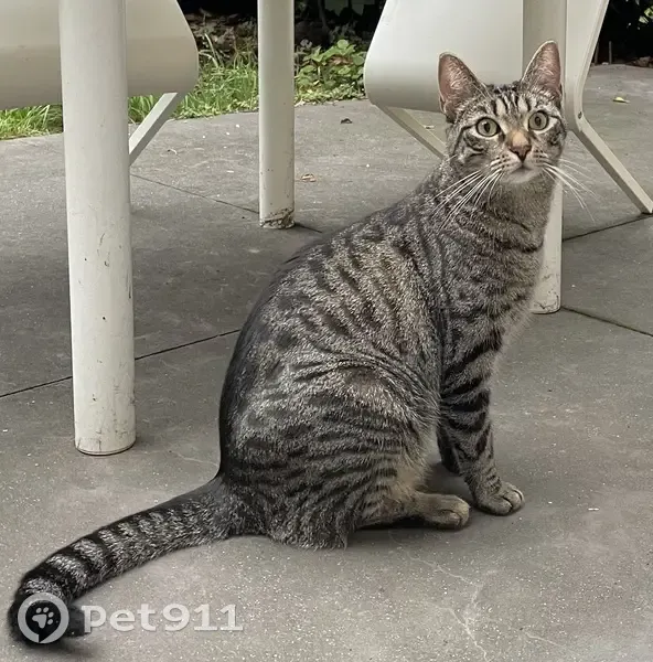 Chat européen tigré disparu à Villeneuve-d'Ascq - photo