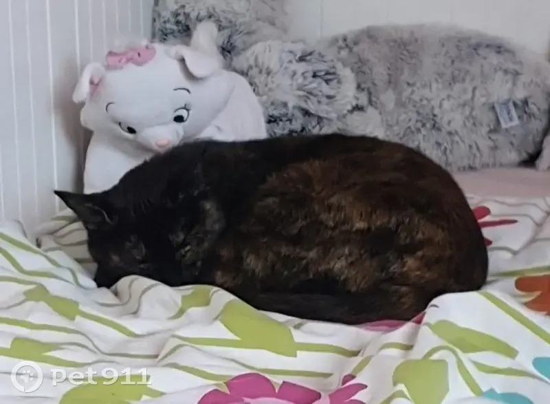 Chatte perdue à Estrées-Saint-Denis - photo