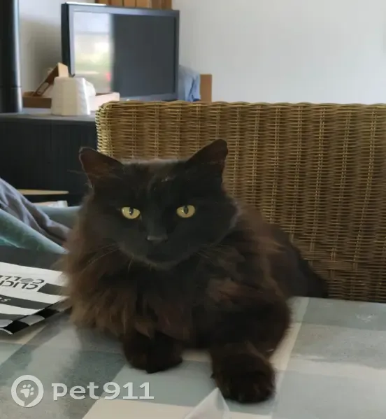 Chat noir 12 ans perdu, pucé, stérilisé - photo