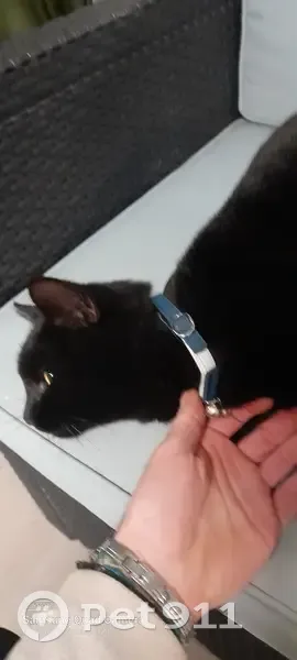 Chat noir trouvé, collier bleu Rue de Louez - photo