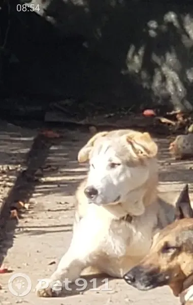 Loki et Spoon perdus à Panazol Nord - photo