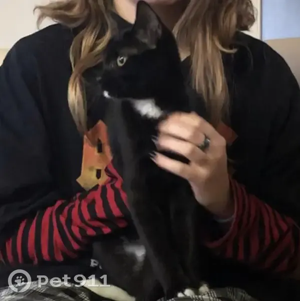 Chatte noire Naïa disparue à Saint-Pierre - photo