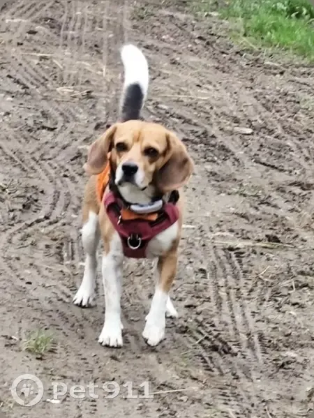 Chien perdu avec harnais gris à Cires-lès-Mello - photo