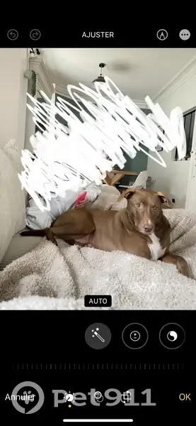 Chien perdu : Leone, mâle craintif, Boissy - photo