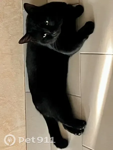 Loulou, chat noir disparu, 200€ récompense - photo
