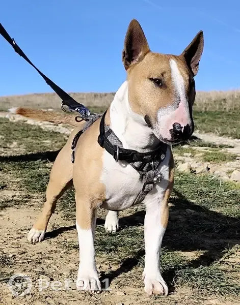 Chien perdu: English Bull Terrier, Twix - photo