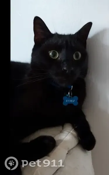 Chat noir disparu à Divion (Bodelot) - photo