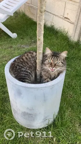 Chat tigré gris perdu à Bauvin - photo