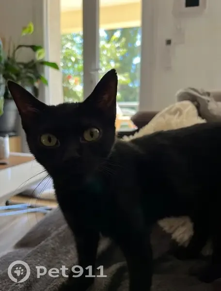 Chatte noire sourde perdue à Marseille - photo