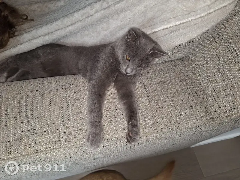 Chat disparu Garçon (fl537228) - photo