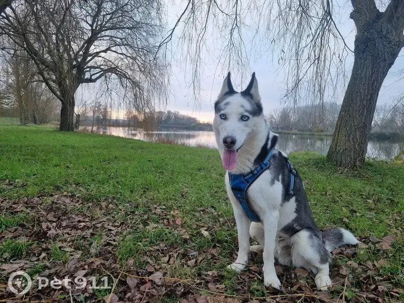 Husky mâle perdu à Ville-Saint-Jacques - photo