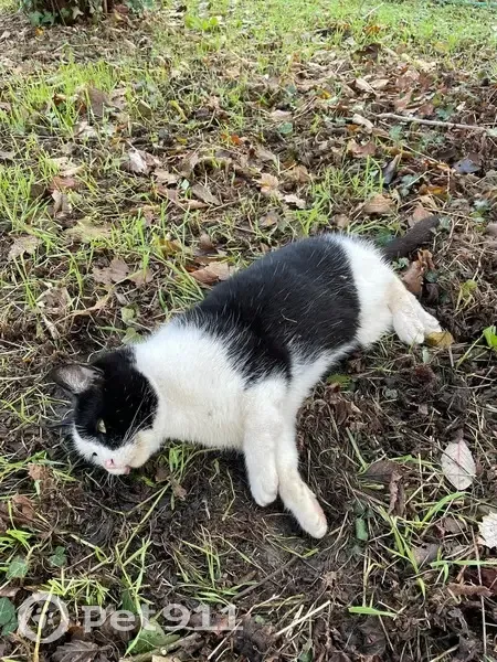 Chat trouvé Fille, Beauvallon (ff537275) - photo