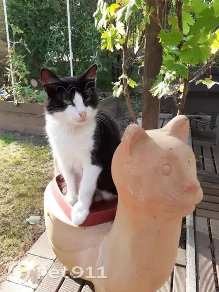 Chat disparu Garçon, Rouans (fl537282) - photo