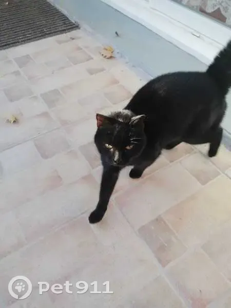 Chat trouvé (ff537283) - photo