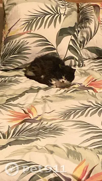 Chat trouvé, Ars-sur-Formans (ff537284) - photo
