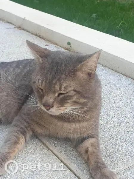 Chat tigré gris disparu à Tournefeuille - photo