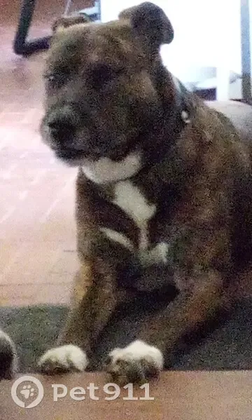 Chien disparu, croisé bringé à La Roche - photo